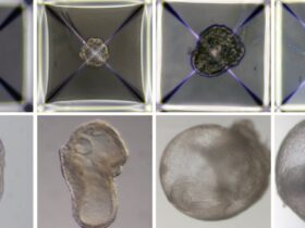 To start with synthetic embryos the scientific breakthrough raises major