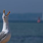 Why you should really have extra sympathy for seagulls –