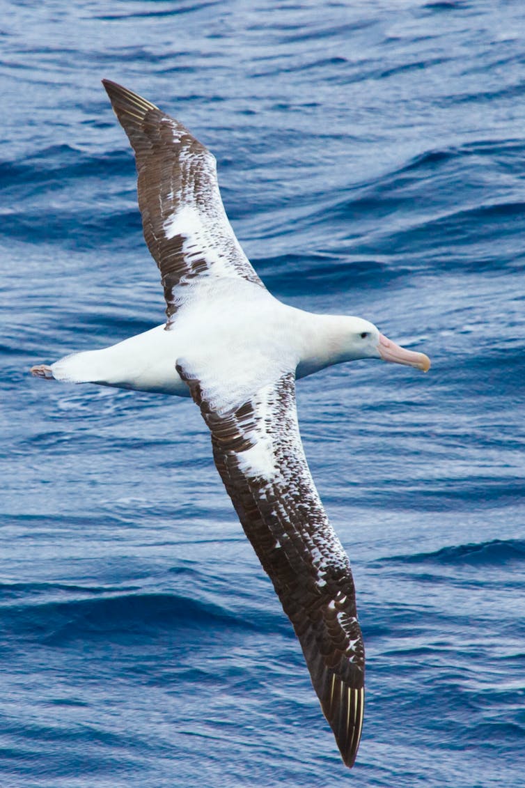 1663970449 227 Why wandering albatrosses get divorced – new research.0&q=45&auto=format&w=754&fit=clip