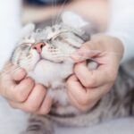 Four strategies to explain to if your cat enjoys you