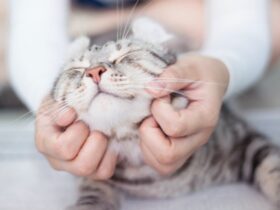 Four strategies to explain to if your cat enjoys you