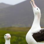 Why wandering albatrosses get divorced – new research