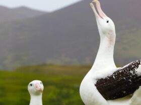 Why wandering albatrosses get divorced – new research