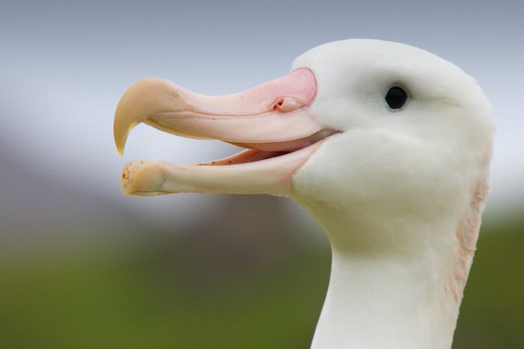 Why wandering albatrosses get divorced – new research.0&q=45&auto=format&w=754&fit=clip