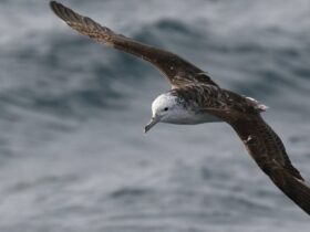 How we tracked one particular modest seabird species outstanding flight