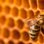 Honeybee lifespan could be fifty percent what it was 50